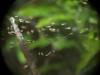 Uloborus walckenaerius